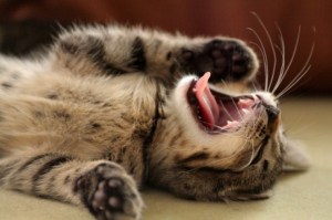 laughing kitten